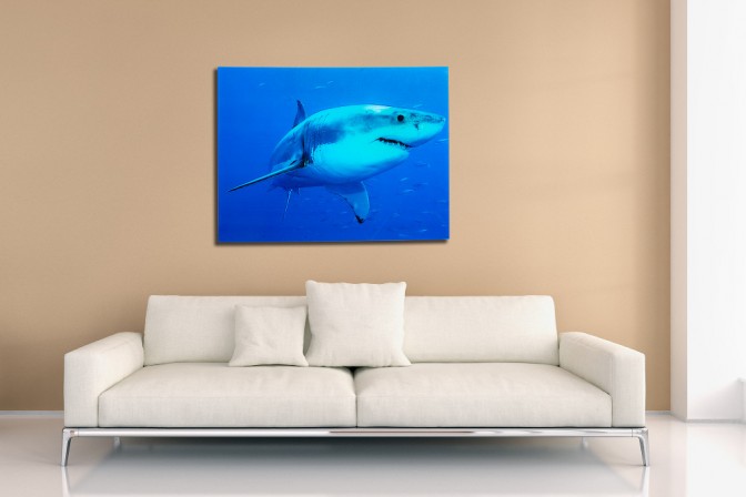 Bild Shark 60x80cm Weißer Hai Glas